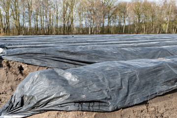 Agriculture in Netherlands, white asparagus fields covered with plastic film in spring, landscape...