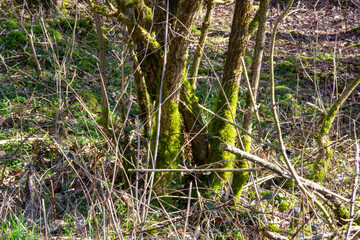 lush green moss grows on a large tree trunk