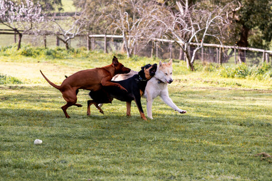 three dogs playing