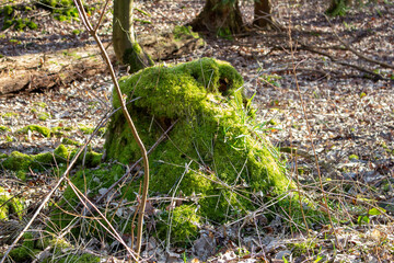 Obraz premium lush green moss grows on a large tree trunk