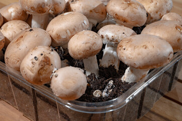 Organic Brown champignons mushrooms from underground caves in Kanne, Belgium, close up