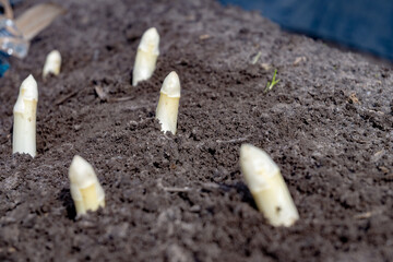New spring season of white asparagus vegetable on field ready to harvest, white heads of asparagus growing up from the ground on farm