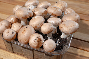 Organic Brown champignons mushrooms from underground caves in Kanne, Belgium, close up