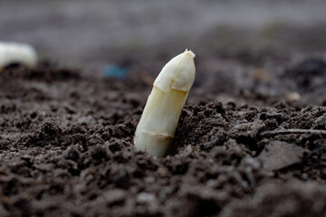 New spring season of white asparagus vegetable on field ready to harvest, white heads of asparagus...