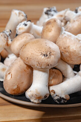 Organic Brown champignons mushrooms from underground caves in Kanne, Belgium, close up