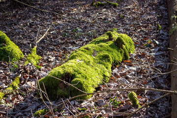 lush green moss grows on a large tree trunk