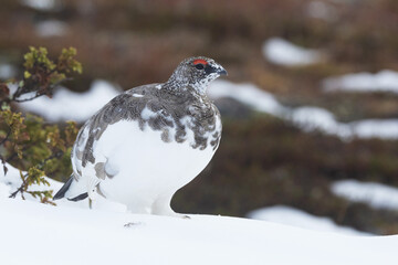 Rock ptarmigan standing on fresh snow in the mountains of Urho Kekkonen National Park, Northern Finland	