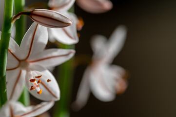 Fistulous asphodel white flowers (Asphodelus fistulosus) in the field