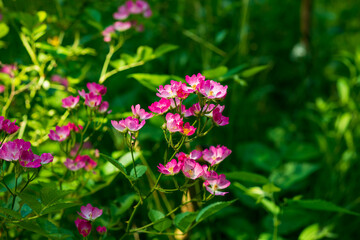 Dog rose,Rosa canina, or red-brown rose flower close-up