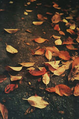 Dry leaves scattered on the ground, captured in dramatic mood with the warm, vintage colors of...