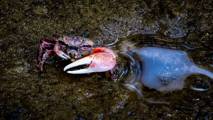 Colorful crab in mudflat - obrazy, fototapety, plakaty