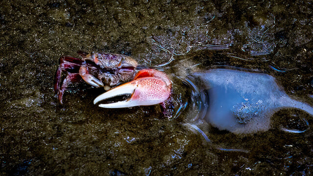 Colorful crab in mudflat