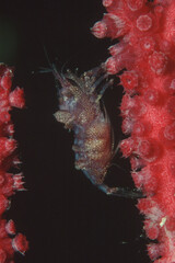 Balssia gasti. Small 1 cm long decapod that usually lives associated with gorgonians, with which it...