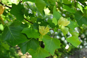 Fototapeta na wymiar Branches with green leaves and yellow flowers of Liriodendron tulipifera, known as the tulip tree, in the city garden