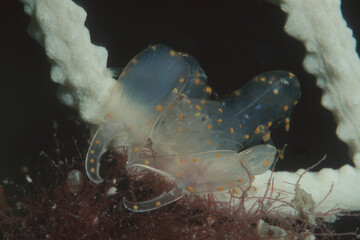 Shrimp (Pontonia Flavomaculata). This tiny transparent-bodied shrimp lives inside sea squirts. Alghero, Sardinia. Italy