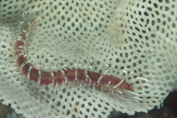 Marine worm on briozoo Alghero Capo Caccia, Sardinia, Italy