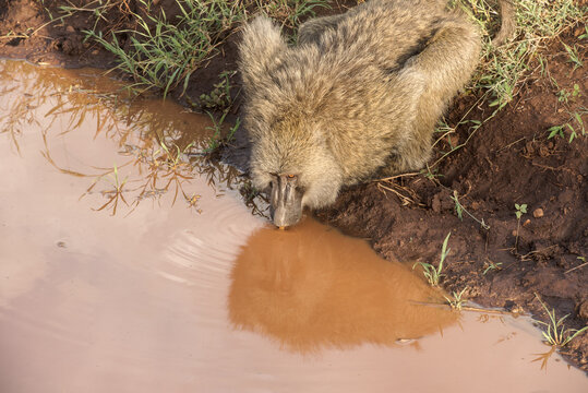 
A monkey drinking from a puddle on a road