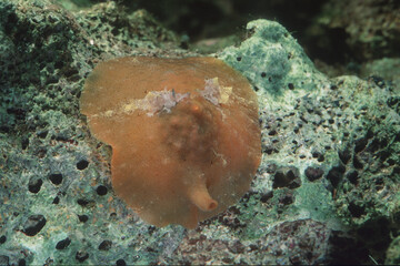 Fototapeta na wymiar Velutinid Sea Snail, possibly Transparent Lamellaria, Lamellaria perspicua. Algheria, Sardinia, Italy