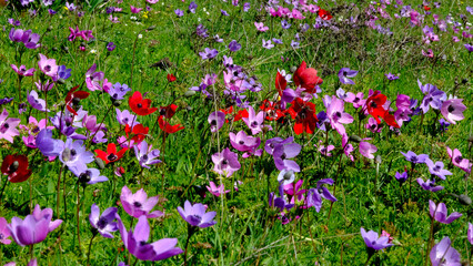 Beautiful and colorful anemone flowers in nature