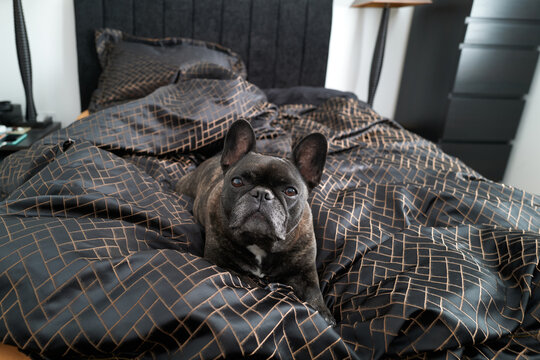 Cute Frech bulldog on bed