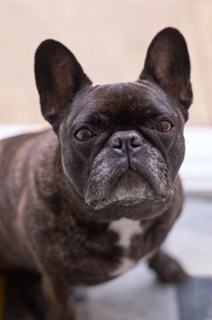 Portrait of mature Frenchie