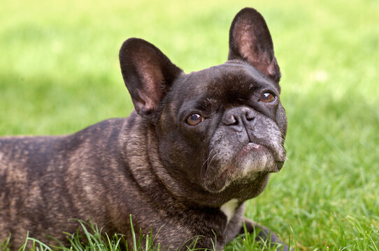 Portrait of mature French Bulldog