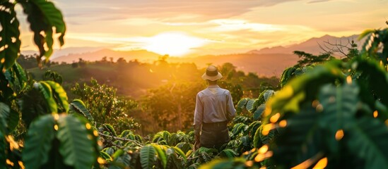 Farmer working on coffee field at sunset