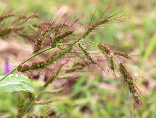 In the field, as weeds grow Echinochloa crus-galli