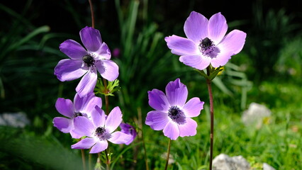 Beautiful and colorful anemone flowers in nature