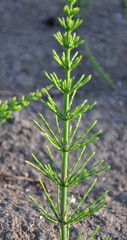 Horsetail field (Equisetum arvense) grows in nature.
