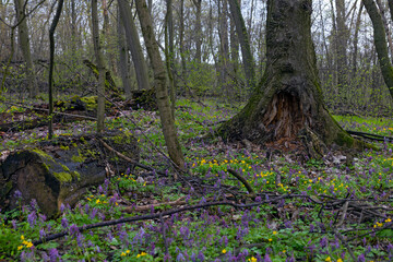 Violet and blue fumewort flowers in apring forest in Kyiv, Ukraine