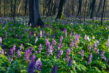 Violet and blue fumewort flowers in apring forest in Kyiv, Ukraine