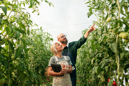 Tomatoes inspection