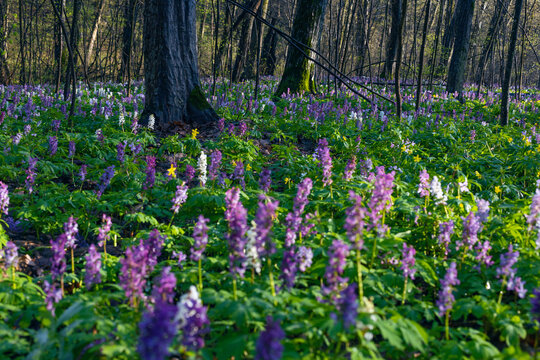 Violet and blue fumewort flowers in apring forest in Kyiv, Ukraine