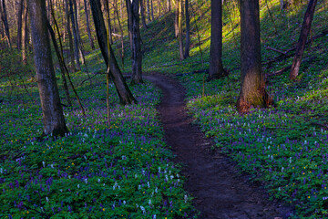 Violet and blue fumewort flowers in apring forest in Kyiv, Ukraine