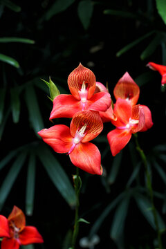 Disa uniflora orchid flowers