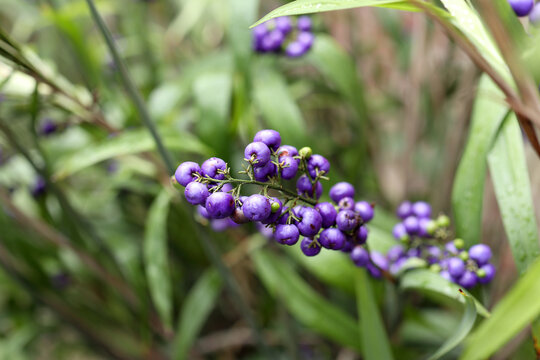 Purple berries on Dianella plant