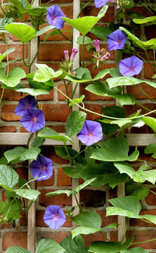 Blue ipomea climber