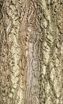 Tree trunk texture background
