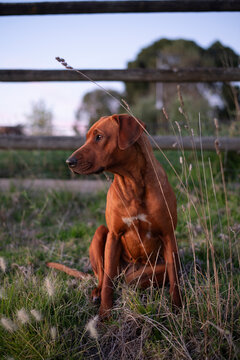 rhodesian ridgeback