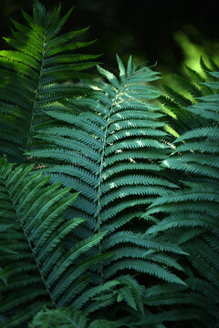 Vibrant Green Ostrich Fern Leaves In Dappled Light
