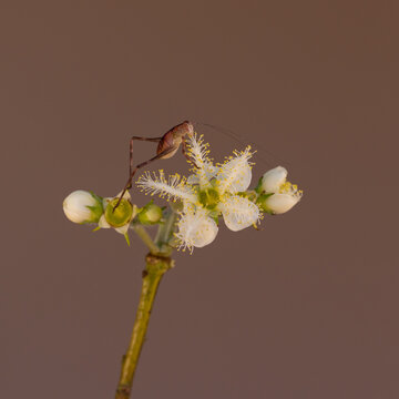 Side view of grasshopper eating pollen