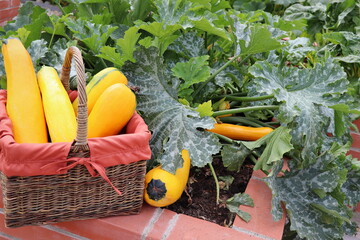 Harvesting zucchini. Fresh squash lying in basket. Fresh squash picked from the garden. Organic...