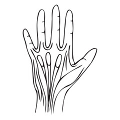 ligaments of the hand with simple black lines. Vector illustration