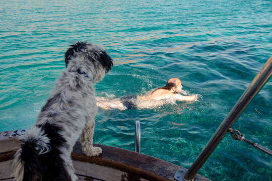 Terrier Dog on a boat looking at a man swimming in the sea