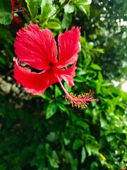 hibiscus flower in the garden