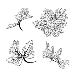 Set of Chinese Parsley leaves set , doodles sketch isolated on white background, hand-drawn Illustration. Book illustration, recipe, menu, magazine or journal article.
