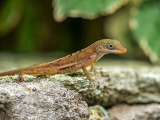 Anolis cybotes, the large-headed anole, Tiburon stout anole, or Hispaniolan stout anole, is a species of anole endemic to the Tiburon Peninsula of Haiti.