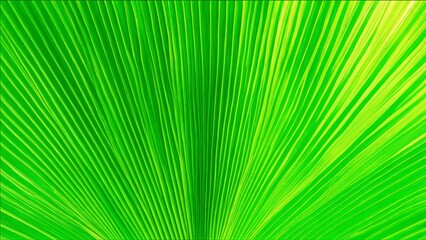Obraz premium A green background made of a large palm leaf.