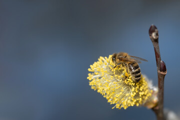 Close-up of a small honeybee sitting on the yellow flowers of a willow. The background is blue. There is space for text.